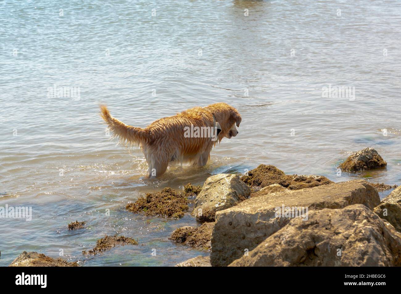 Cane al mare divertirsi in acqua vicino alle rocce Foto Stock