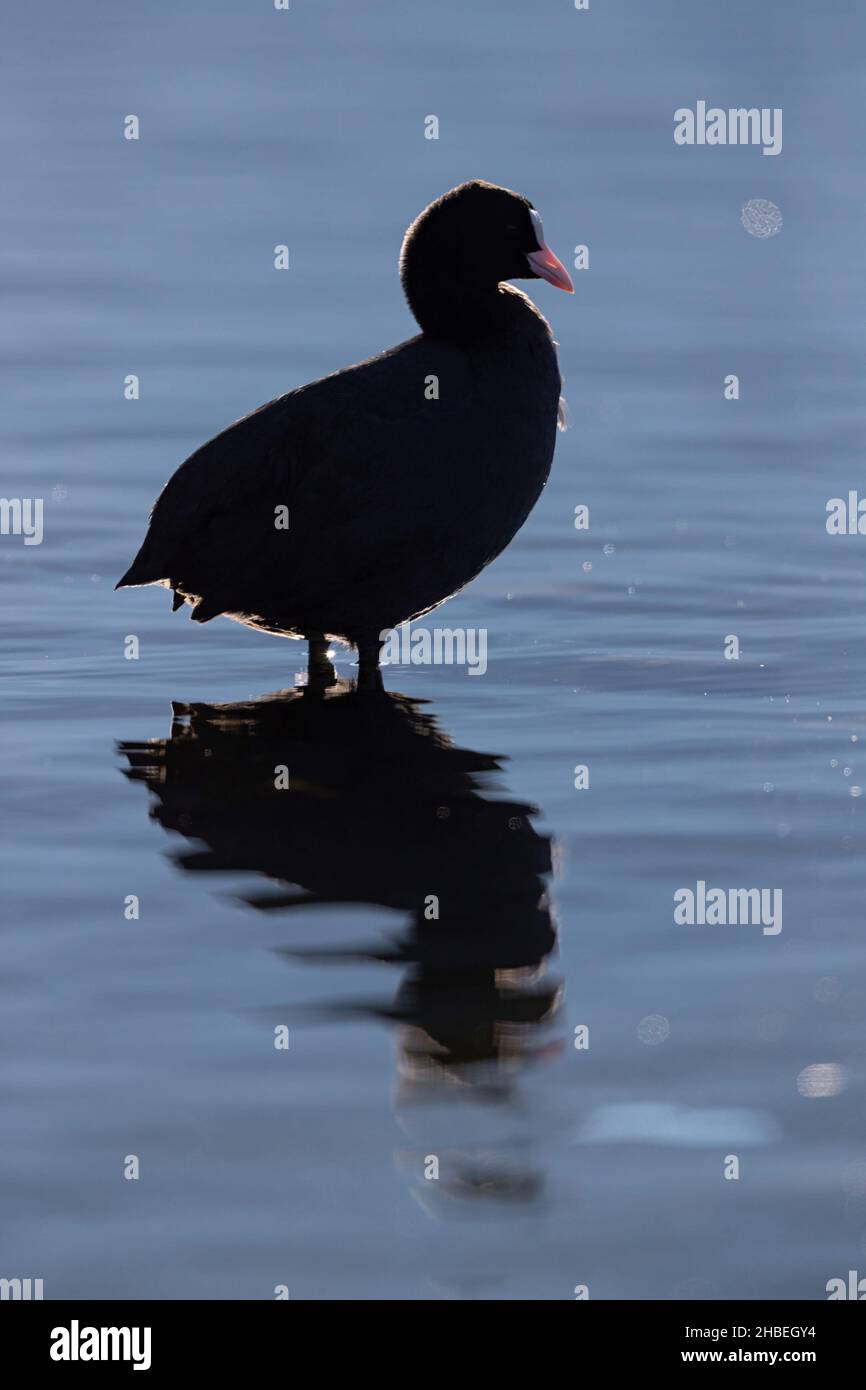 Coot eurasiatico (Fulica atra) in retroilluminazione Foto Stock