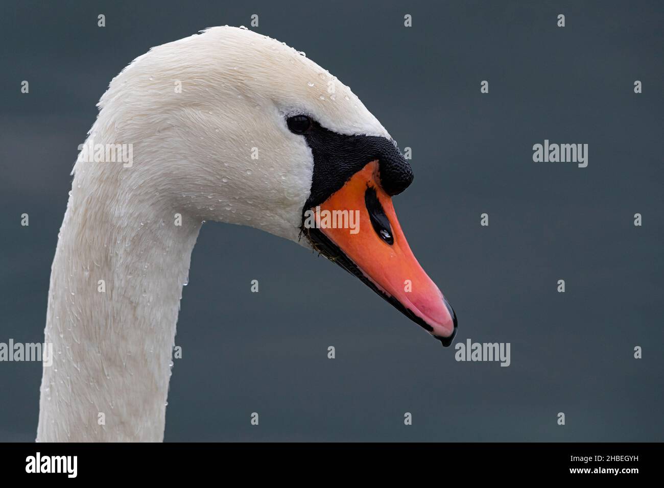 Ritratto di un cigno Muto adulto (Cygnus olor) da lato con gocce d'acqua alla testa Foto Stock