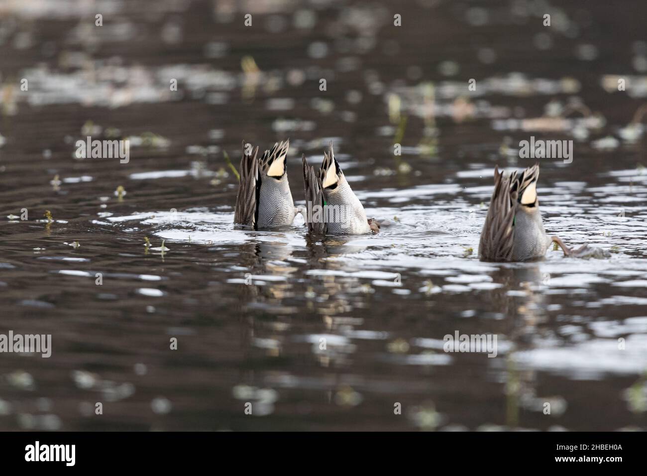 Tre adulti dabbling Teal eurasiatico (Anas crecca) sul lago di Kochel ai piedi delle colline alpine Foto Stock