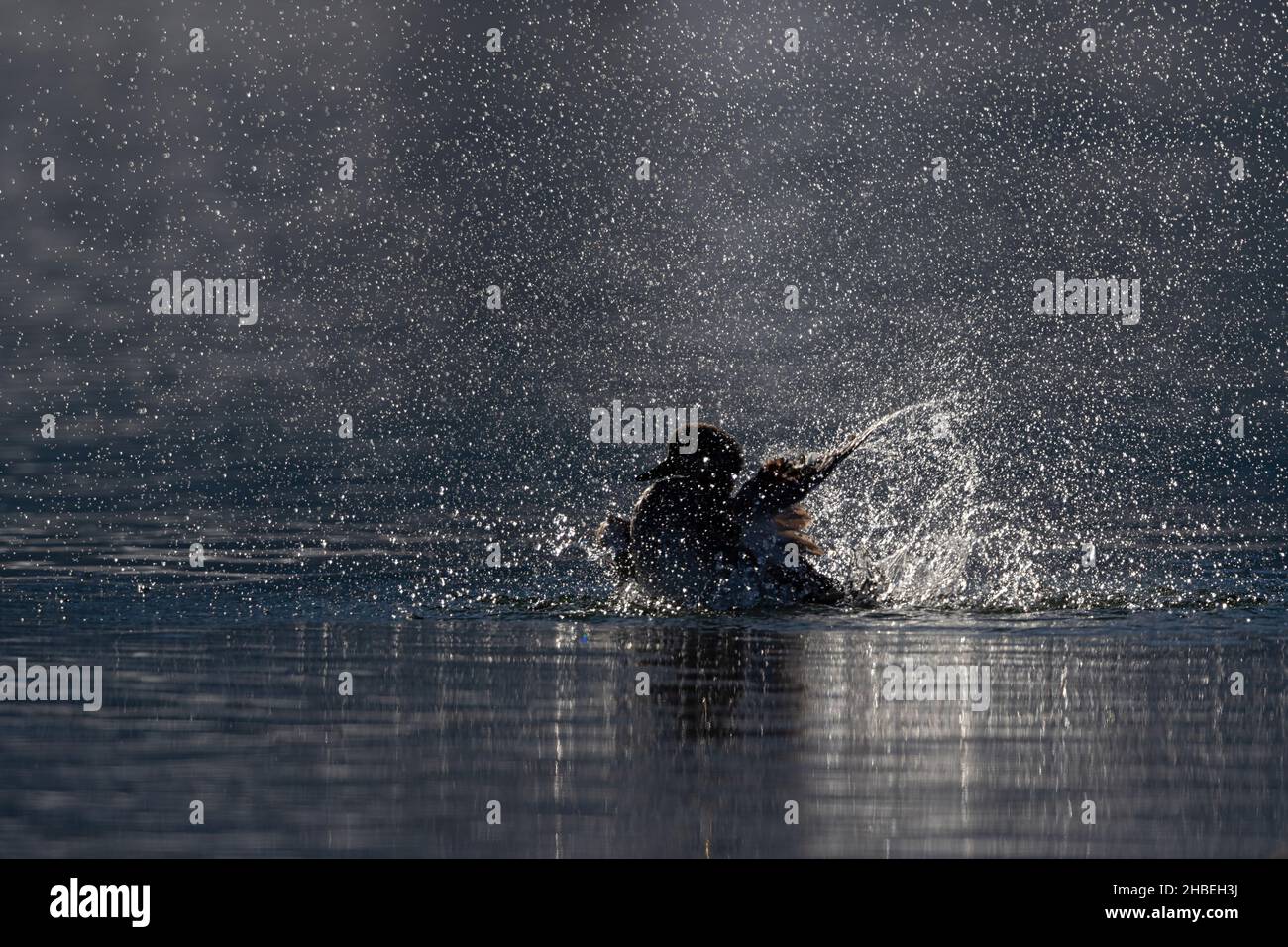 Un Gadwall (Mareca strepera) sta prendendo un bagno e lo spruzzo dell'acqua sta luccicando nella luce posteriore Foto Stock
