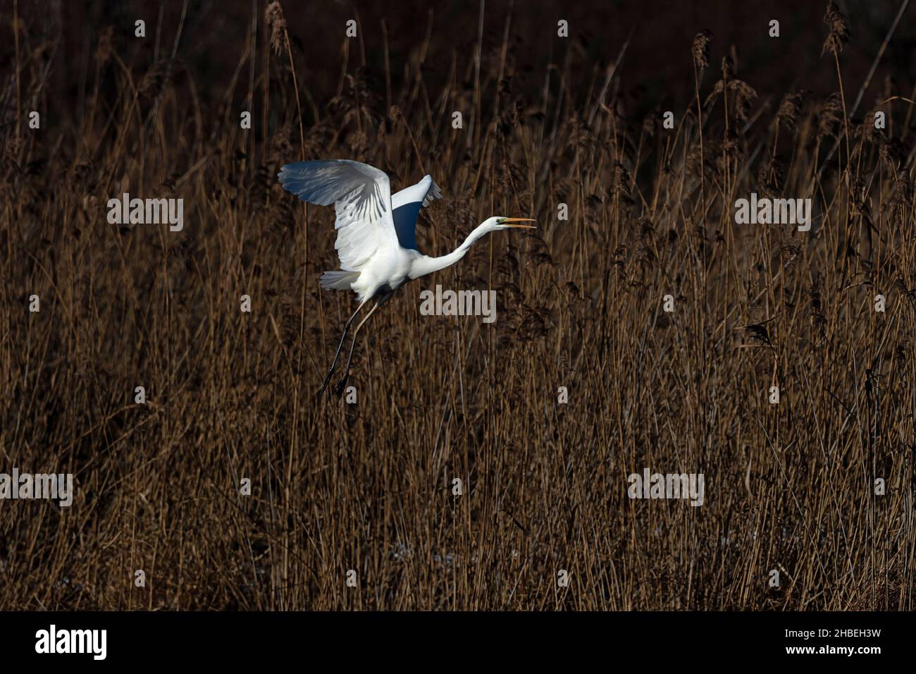 Grande Egret Bianco (Ardea alba) sta decollando alla riva di un lago con un sano letto di canna Foto Stock