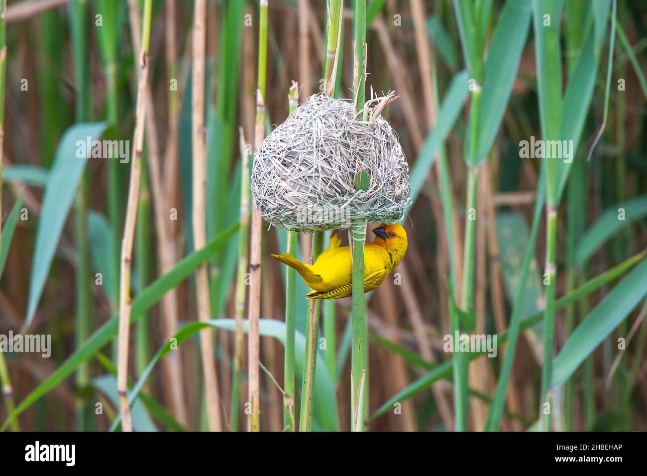 African Golden-Weaver Ploceus subaureus St. Lucia Bridge, Kwazulu-Natal, Sudafrica 27 agosto 2018 Adulto Ploceidae Foto Stock