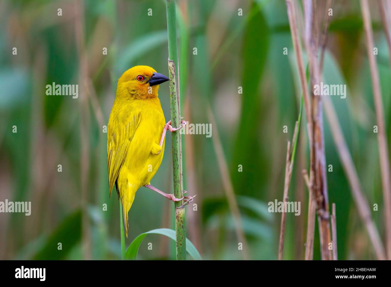 African Golden-Weaver Ploceus subaureus St. Lucia Bridge, Kwazulu-Natal, Sudafrica 27 agosto 2018 Adulto Ploceidae Foto Stock