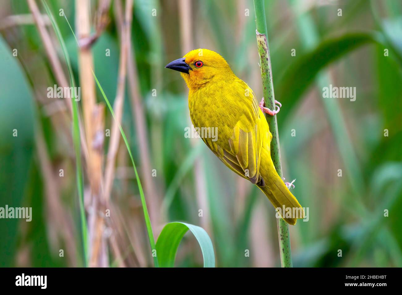 African Golden-Weaver Ploceus subaureus St. Lucia Bridge, Kwazulu-Natal, Sudafrica 27 agosto 2018 Adulto Ploceidae Foto Stock