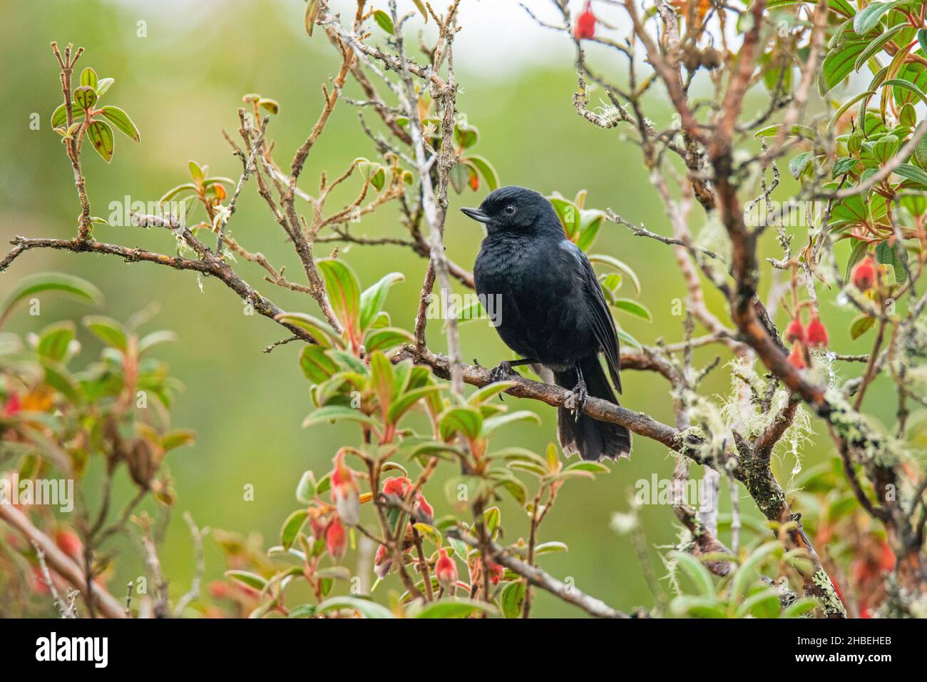 Black Flowerpiercer Diglossa humeralis Sapphire-ventilato Puffleg Eriocnemis luciani Yannacocha Reserve, Pinchincha, Ecuador 9 dicembre 2019 ADU Foto Stock