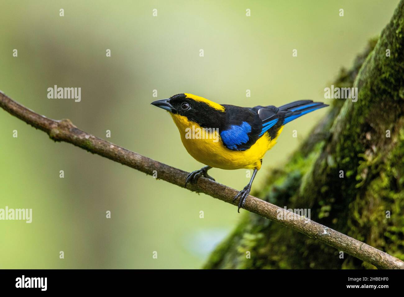 Montagna dalle zanghe blu Tanager Anisognathus somptuosus Refugio Paz de Las Aves, Pichincha, Ecuador 6 dicembre 2019 Adulto Thraupidi Foto Stock