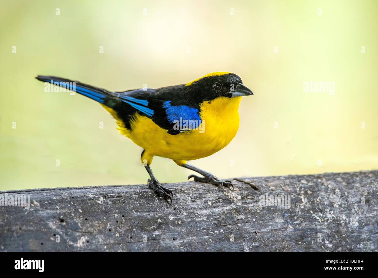 Montagna dalle zanghe blu Tanager Anisognathus somptuosus Refugio Paz de Las Aves, Pichincha, Ecuador 6 dicembre 2019 Adulto Thraupidi Foto Stock