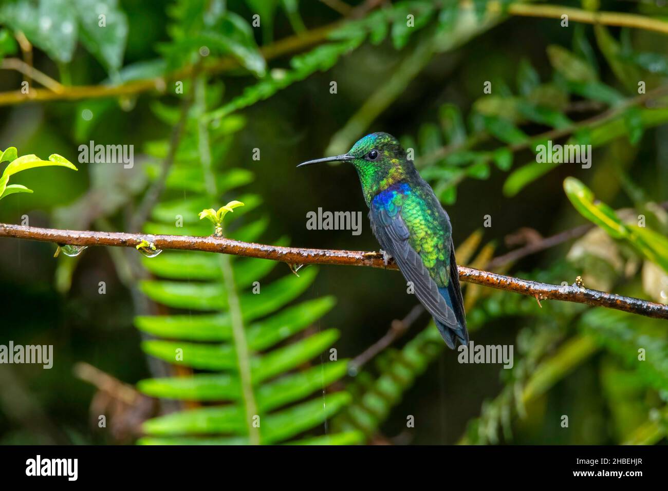Incoronato Woodnymph Thalurania colombica verticeps Alambi Reserve, Pichincha, Ecuador 6 dicembre 2019 Adulto maschio Trocillidae Nord Gree Foto Stock