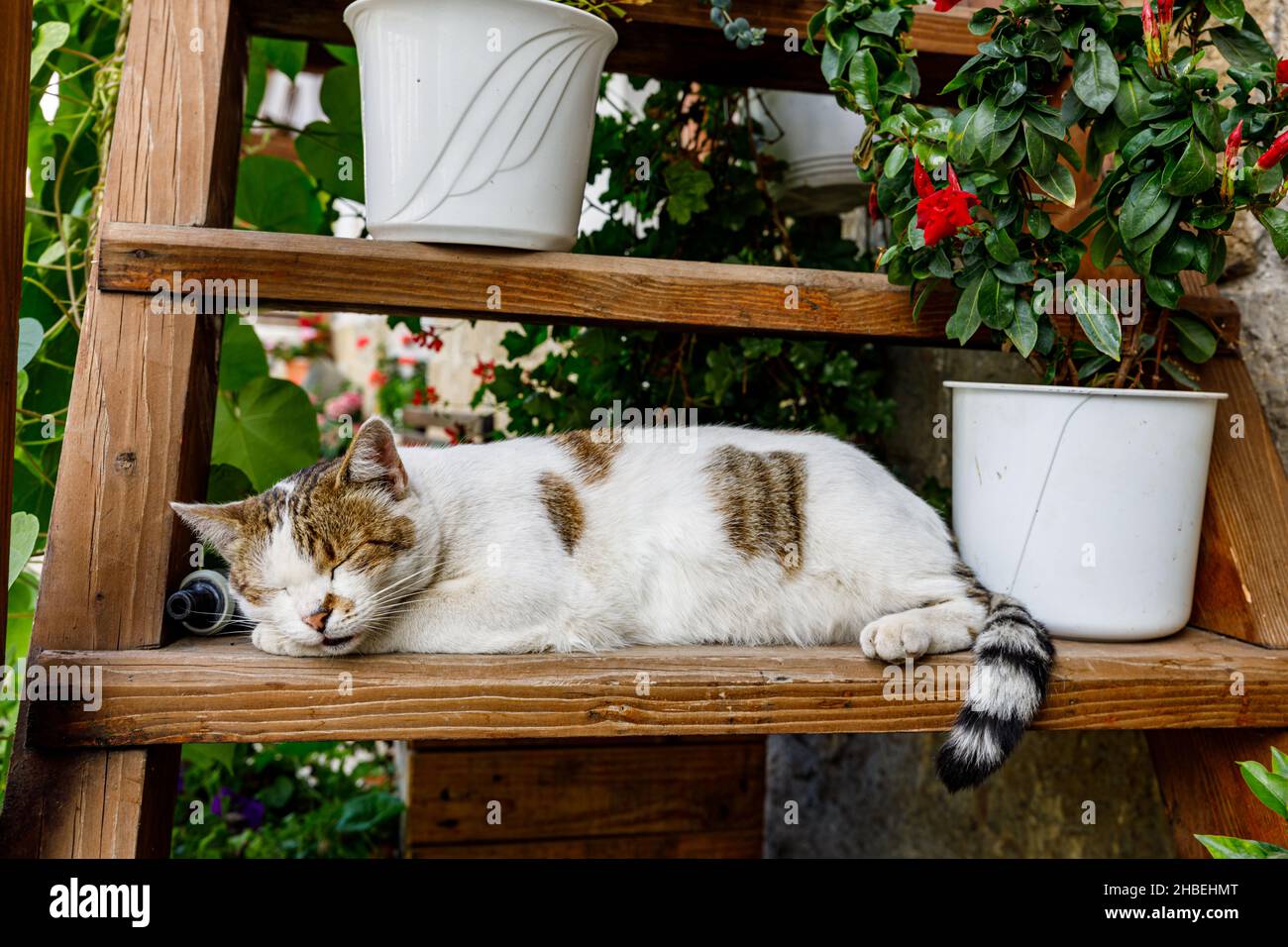 gatto bianco in giardino Foto Stock