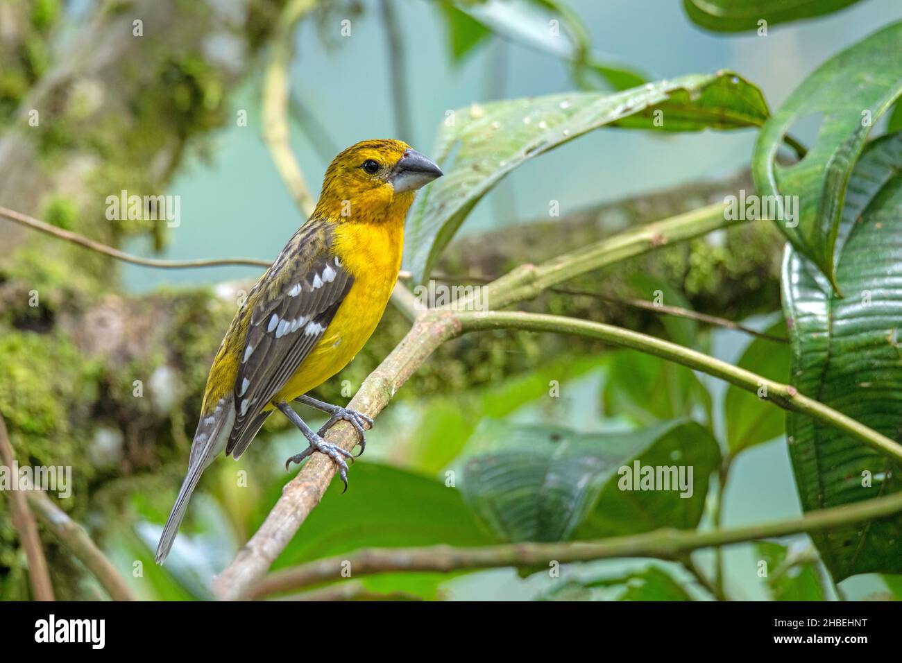 Golden Grobeak Pheucticus chrysogaster Refugio Paz del las Aves, Pichincha, Ecuador 6 dicembre 2019 Adulto femmina Thraupidi Foto Stock