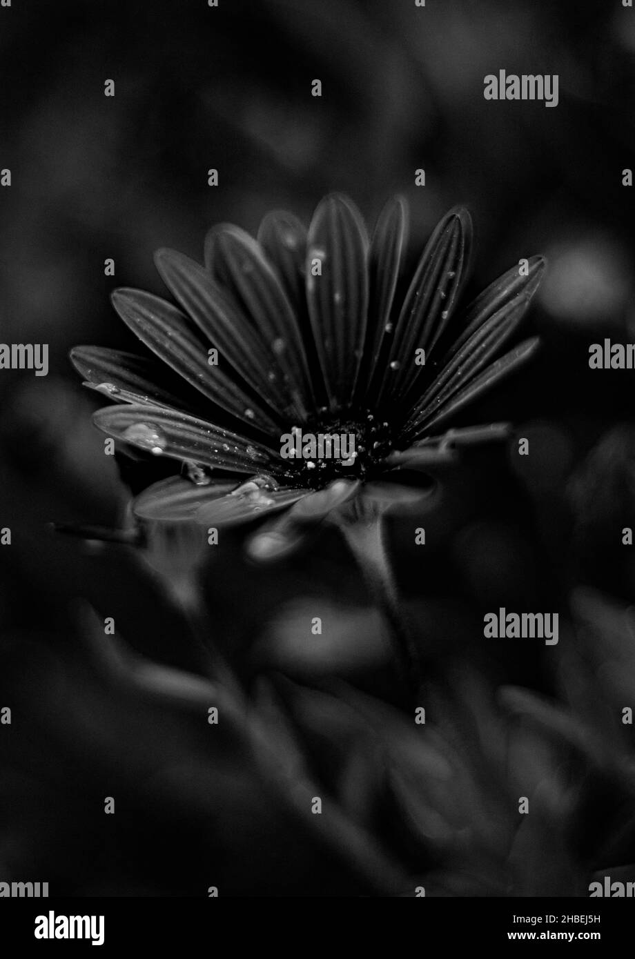 Che mattina speculare nel mio giardino. Immaginate di svegliarvi con questa bella scena ! Foto Stock