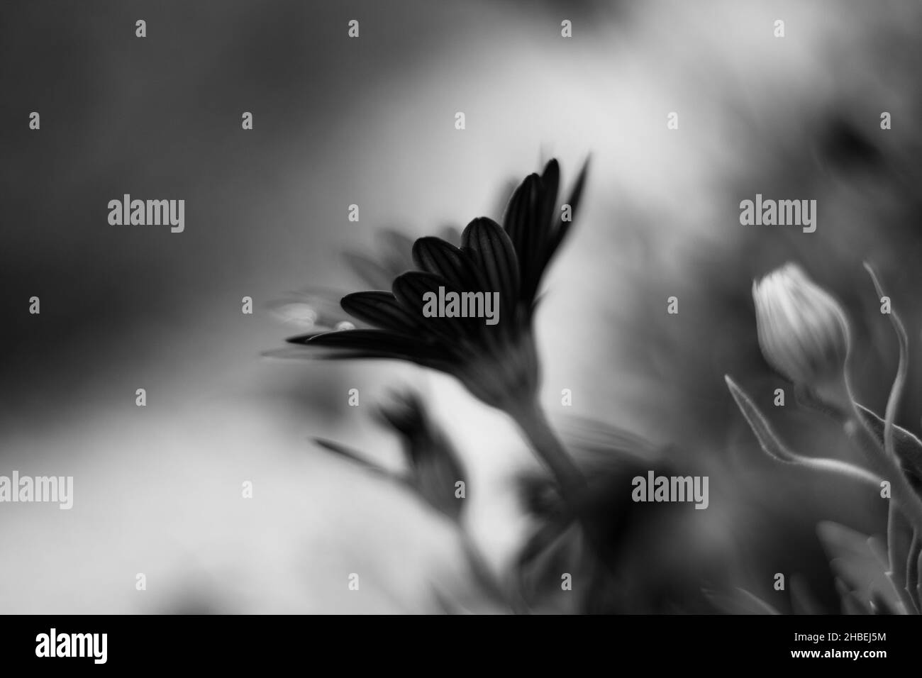 Che mattina speculare nel mio giardino. Immaginate di svegliarvi con questa bella scena ! Foto Stock