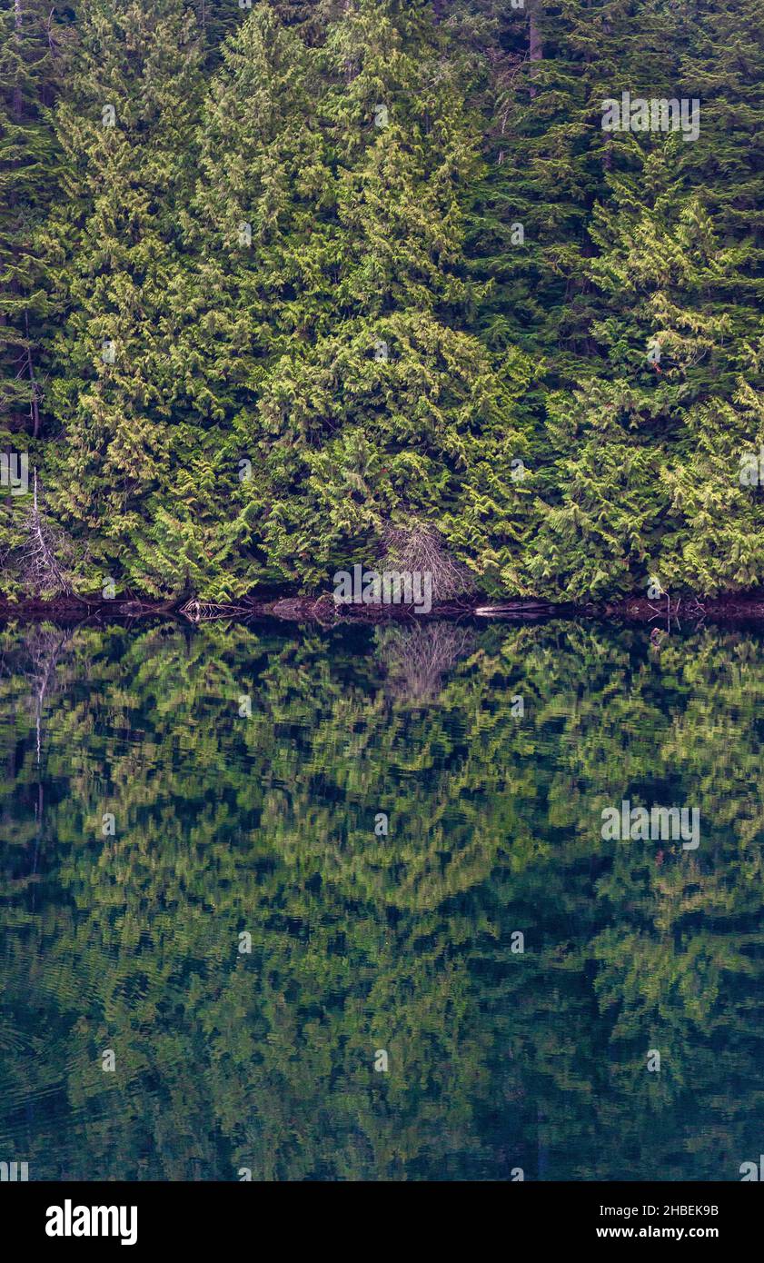 Riflessi della foresta in lago di Loon, Maple Ridge, British Columbia, Canada Foto Stock