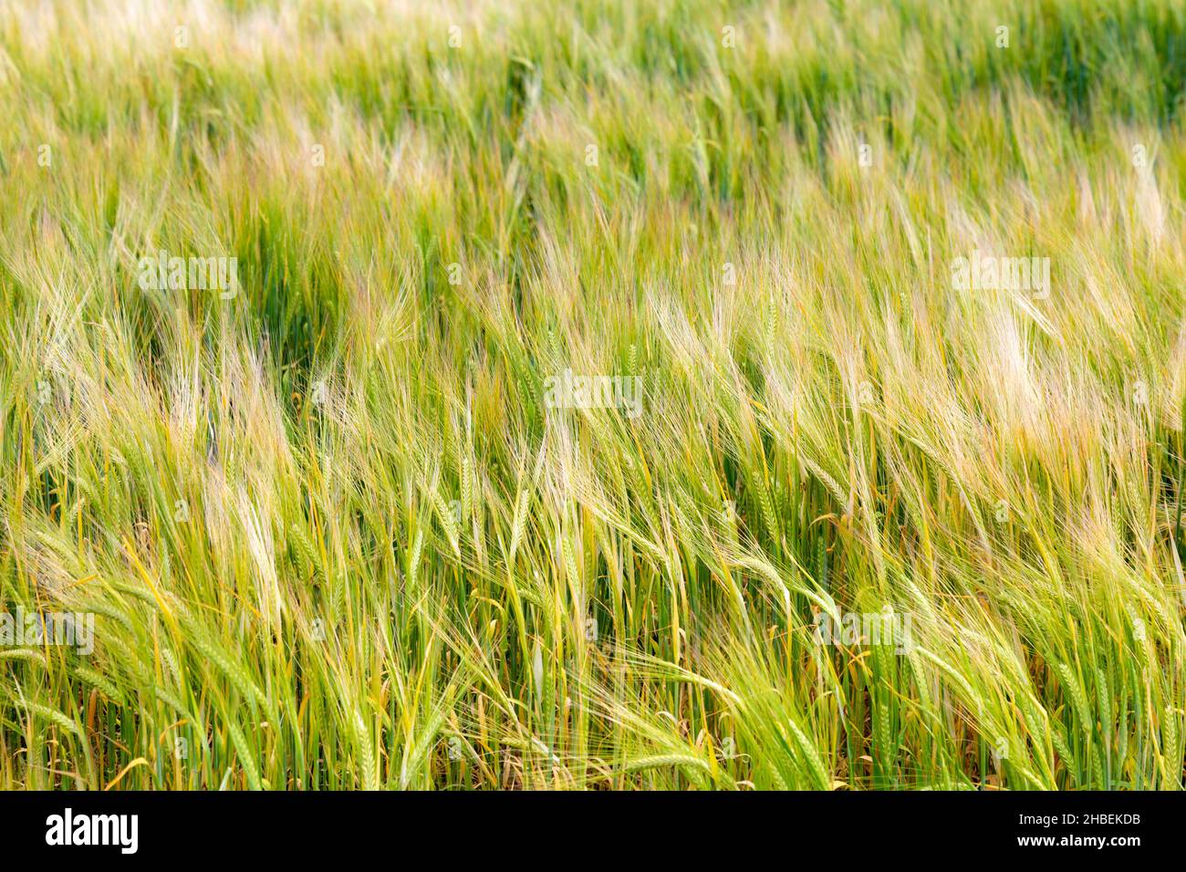 Le orecchie di segale si muovono nel vento, il campo verde di segale nel South Downs National Park, Regno Unito Foto Stock