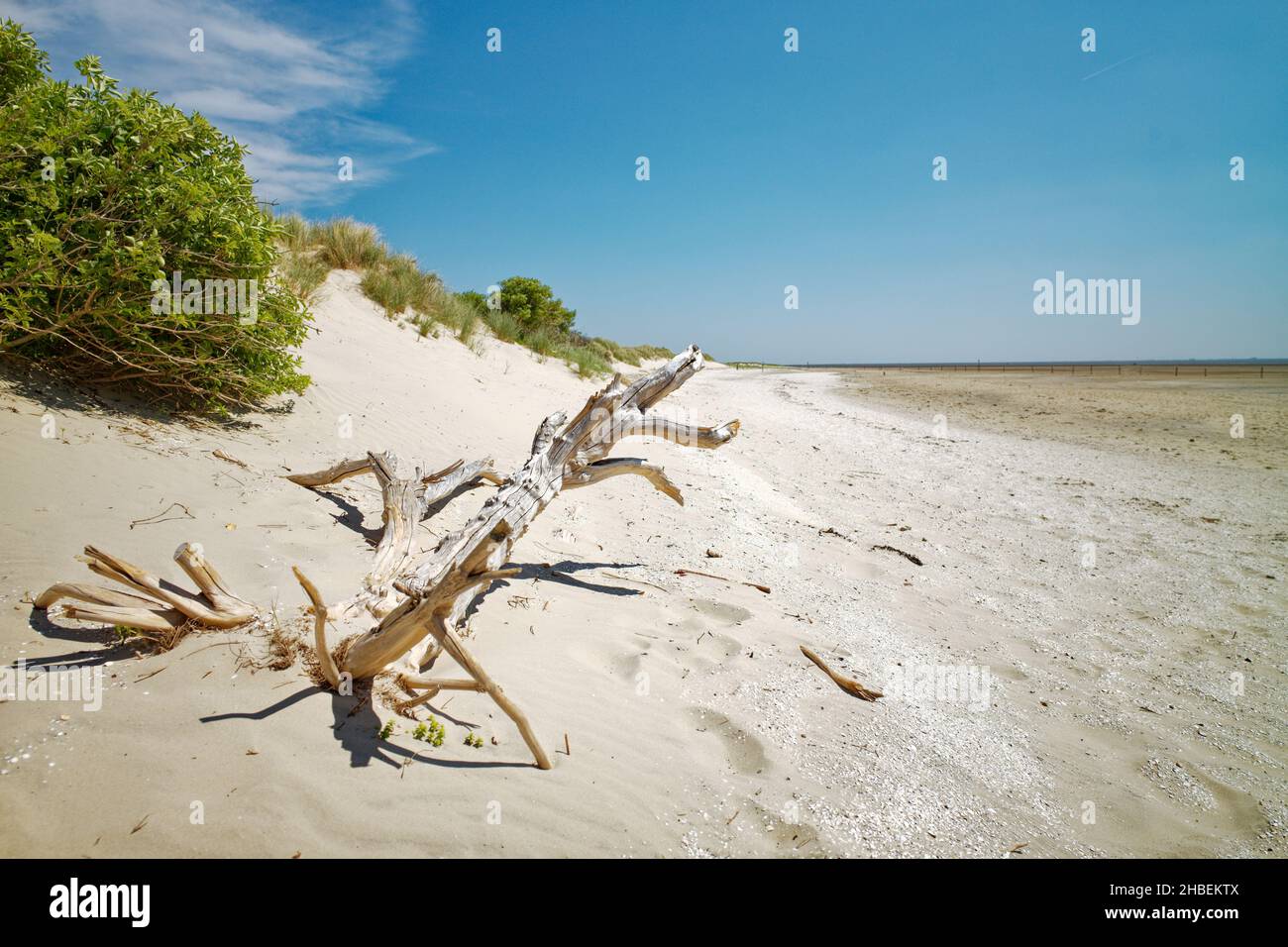 Driftwood su una spiaggia vuota, Langeoog, Frisia orientale, bassa Sassonia, Germania Foto Stock