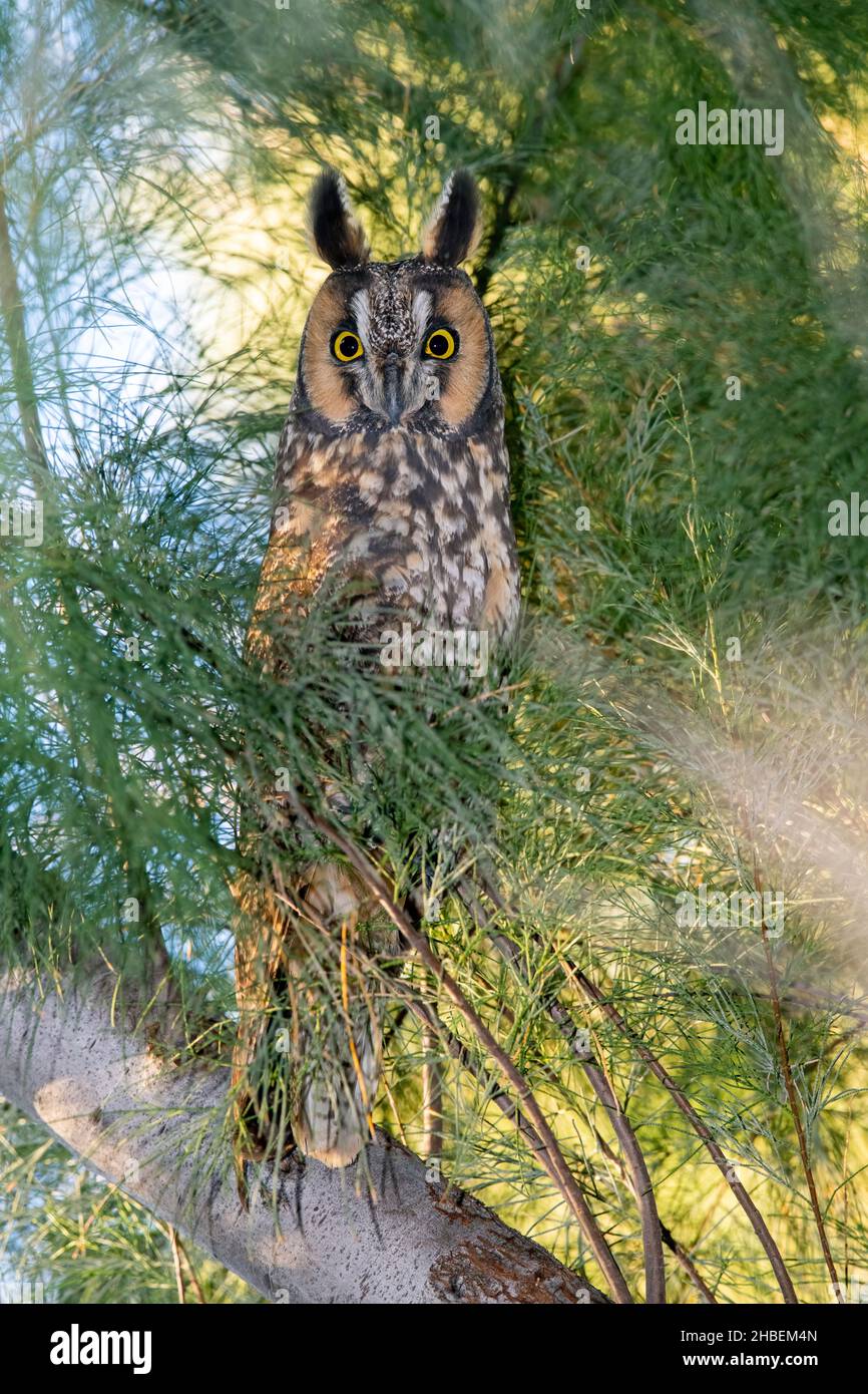 Owl Asio otus Catalina state Park, Tucson, Arizona, Stati Uniti 8 dicembre 2021 Adulti Strigidae Foto Stock