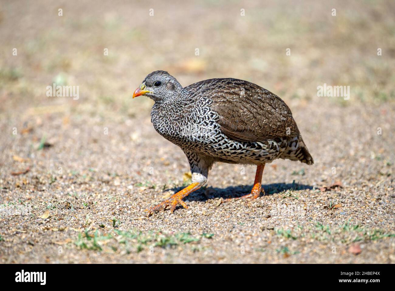 Natal Spurfowl o Natal Francolin Pternistis natalensis natalensis Kruger National Park, Sud Africa 21 agosto 2018 femmina adulta Phasianid Foto Stock