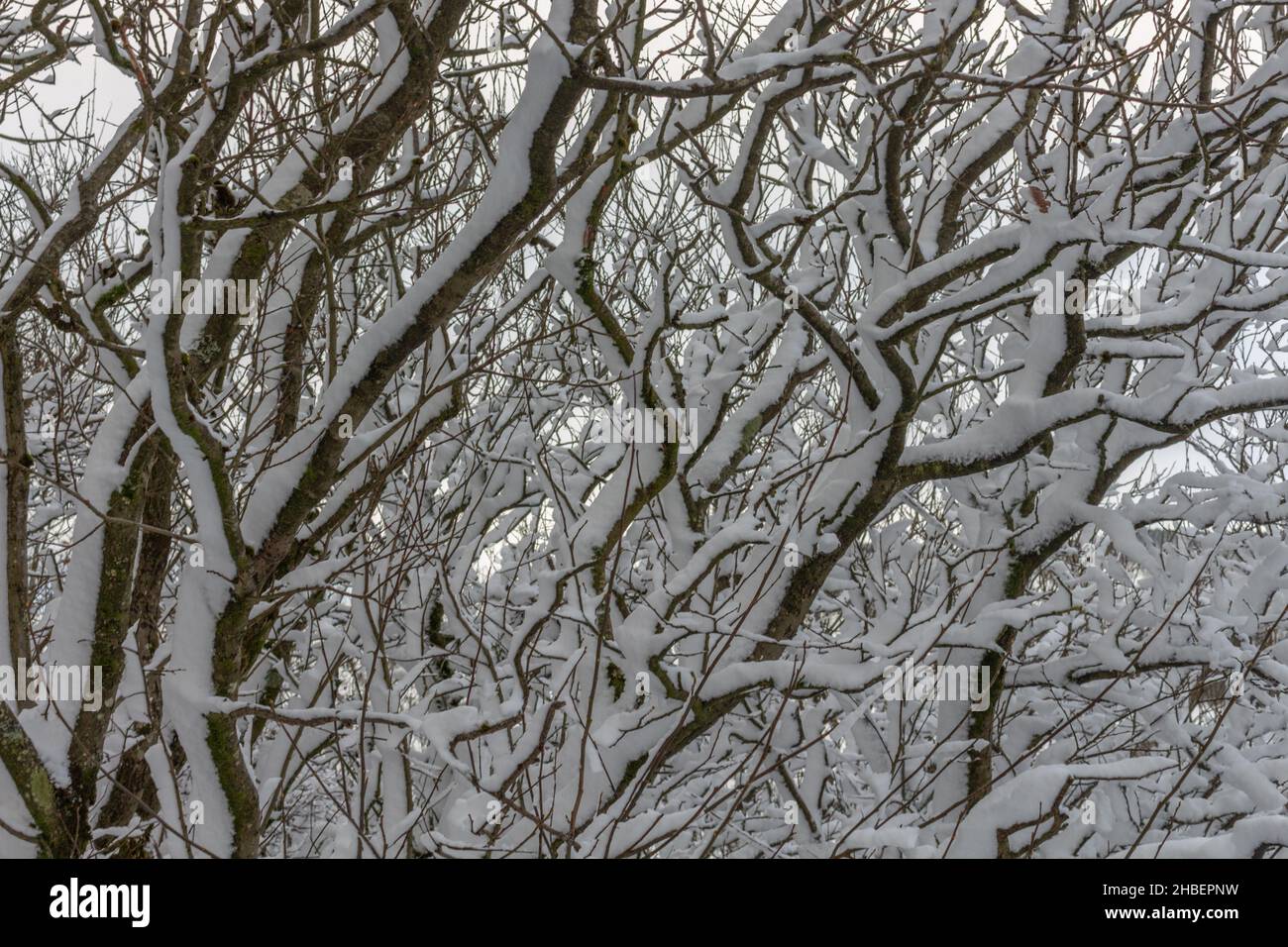 Alberi nella neve al Tegg's Nose Country Park, Macclesfield, Cheshire, Regno Unito. Foto Stock