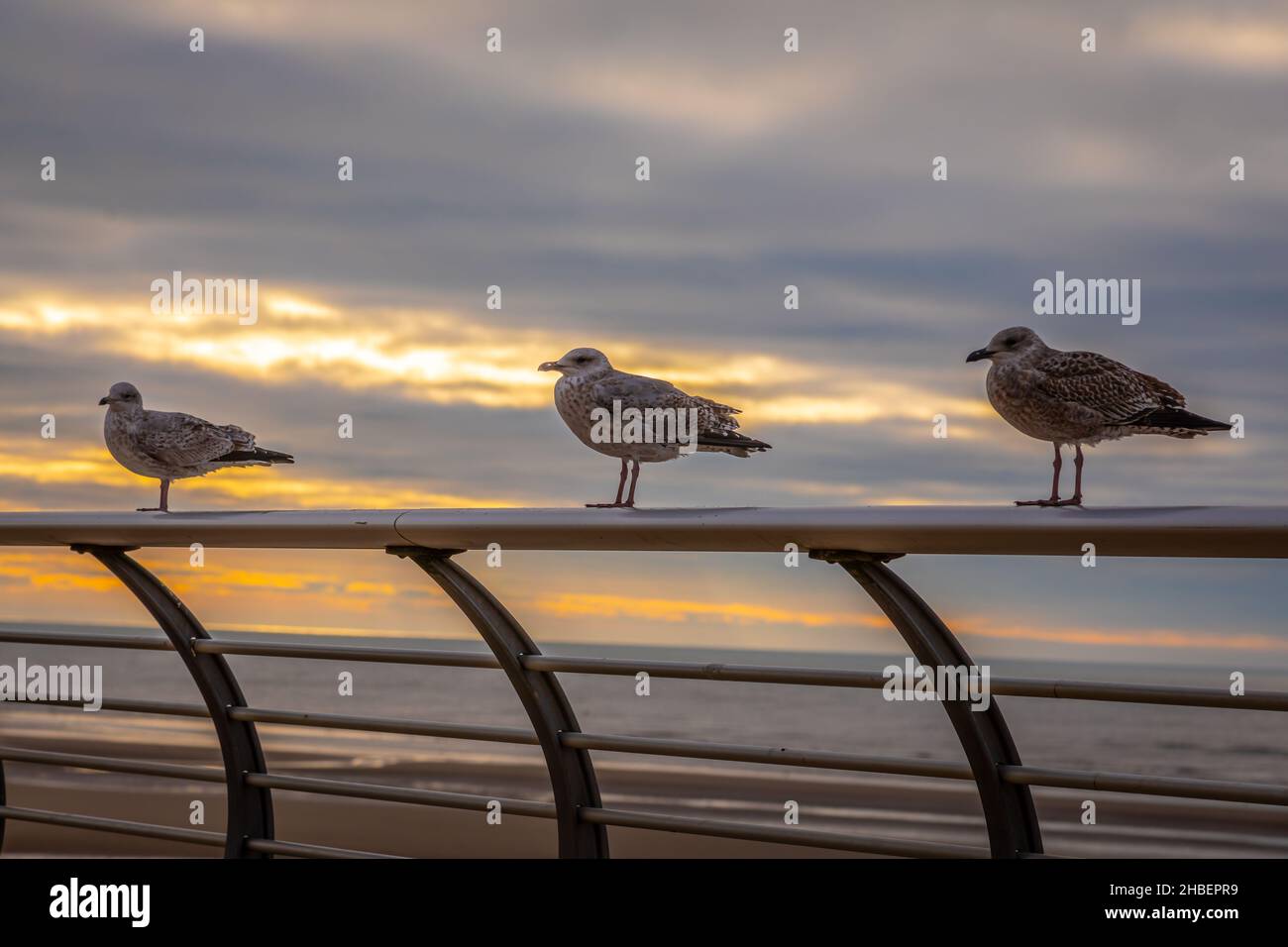 Tre Gulls in a Row, Blackpool, Lancashire Foto Stock