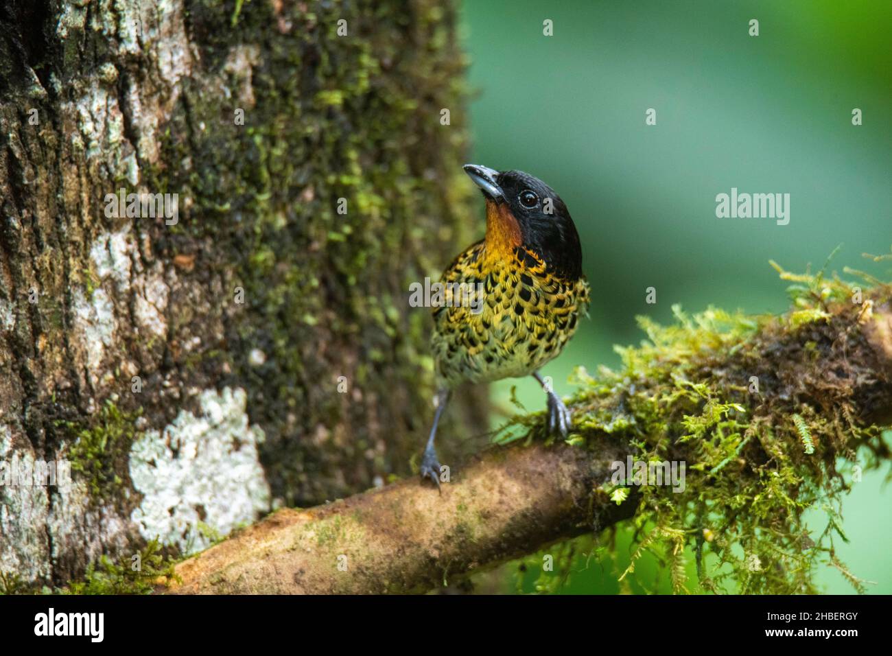Tanager Ixothraupis rufigula Milpe Bird Sanctuary, Pichincha, Ecuador 8 dicembre 2019 Adulto Thraupidi Foto Stock