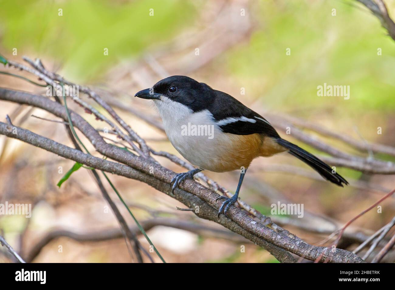 Southern Boubou Laniarius ferrugineus Kirstenbosch Botanical Garden, Città del Capo, Western Cape, Sudafrica 7 settembre 2018 Adulto maschio Malac Foto Stock