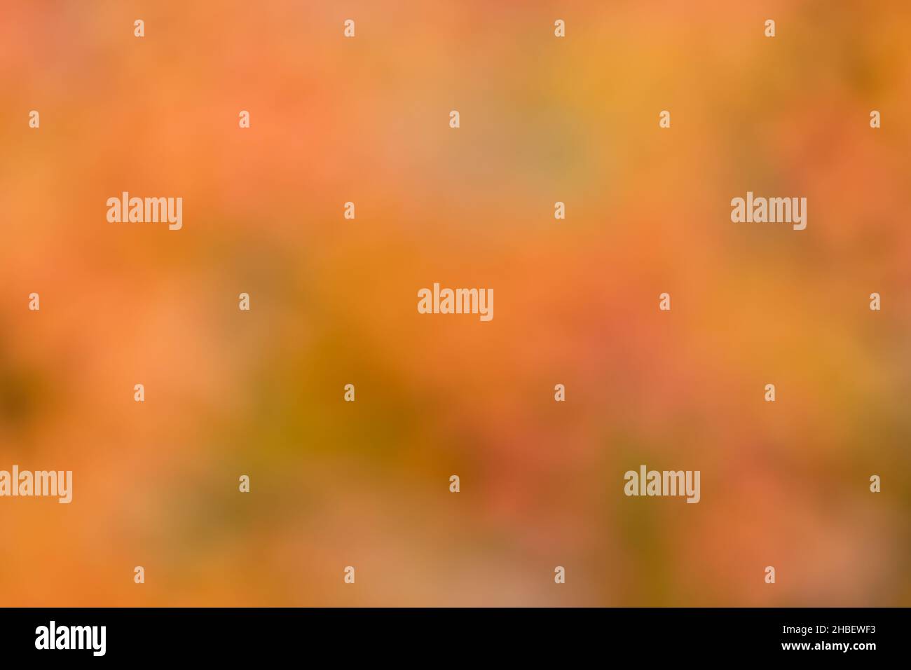 Le foglie autunnali formano uno sfondo bellissimo con ricchi colori arancioni quando fotografate fuori fuoco Foto Stock