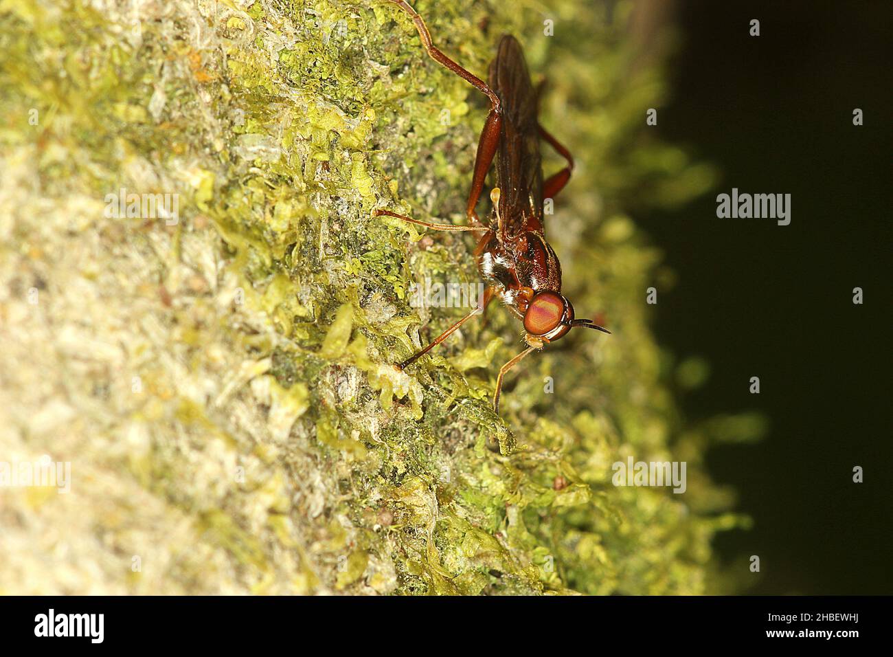 Volo soldato (Benhamyia strsznitzkii) Foto Stock