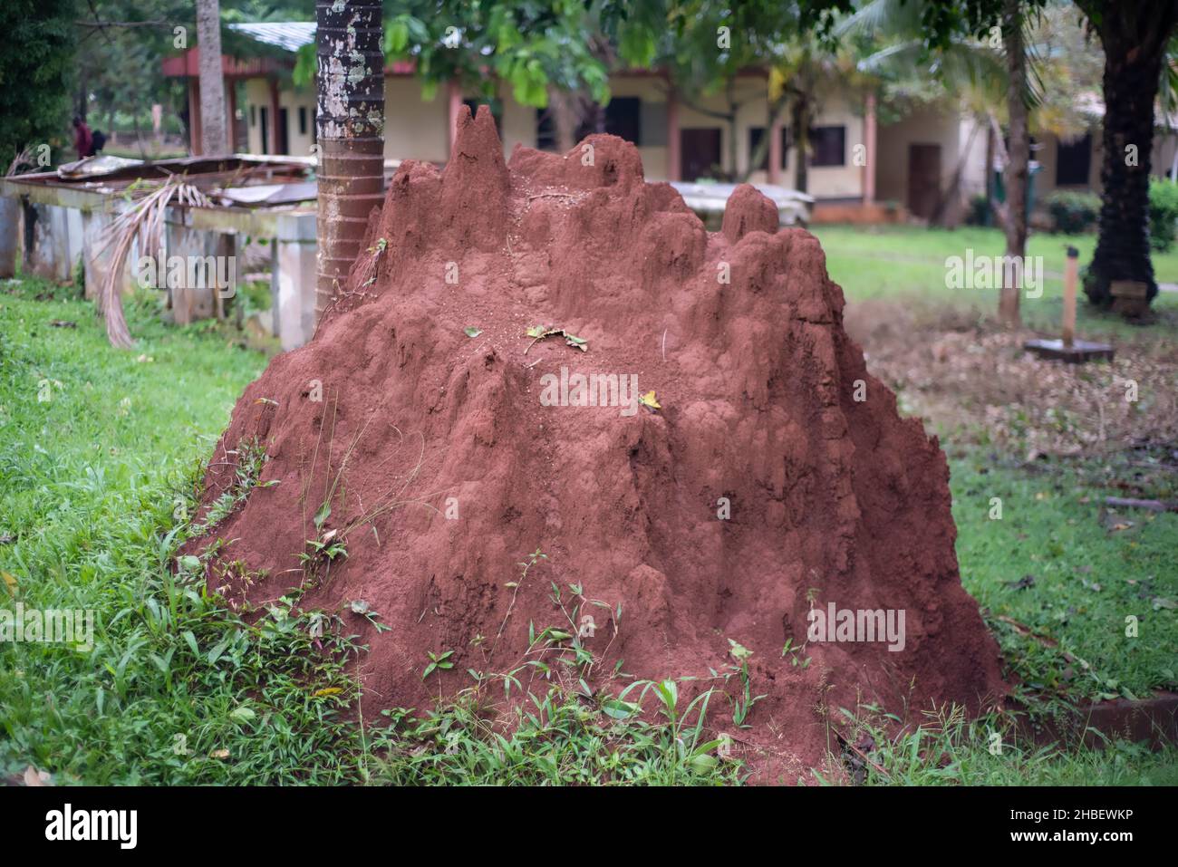 Termite Mound in Africa Centrale Foto Stock