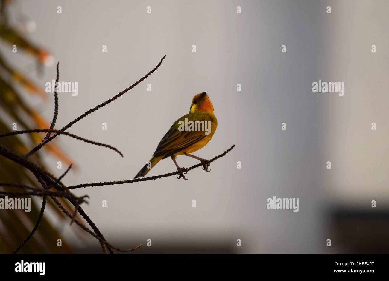 Canarinhos (sicalis flaveola) Foto Stock