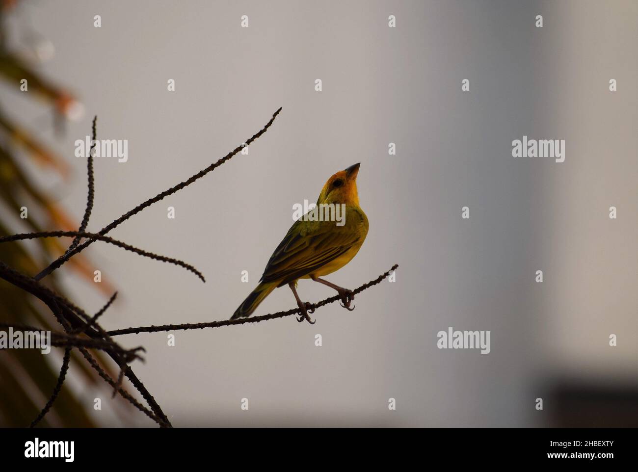 Canarinhos (sicalis flaveola) Foto Stock