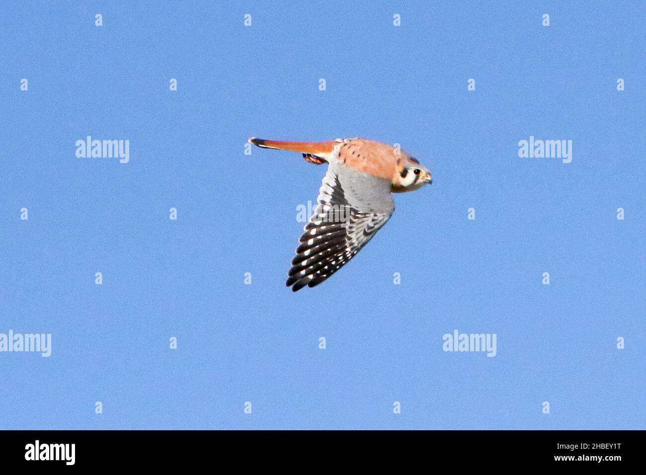 Il Gheppio americano Foto Stock