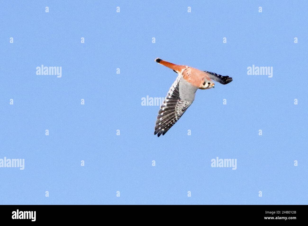 Il Gheppio americano Foto Stock