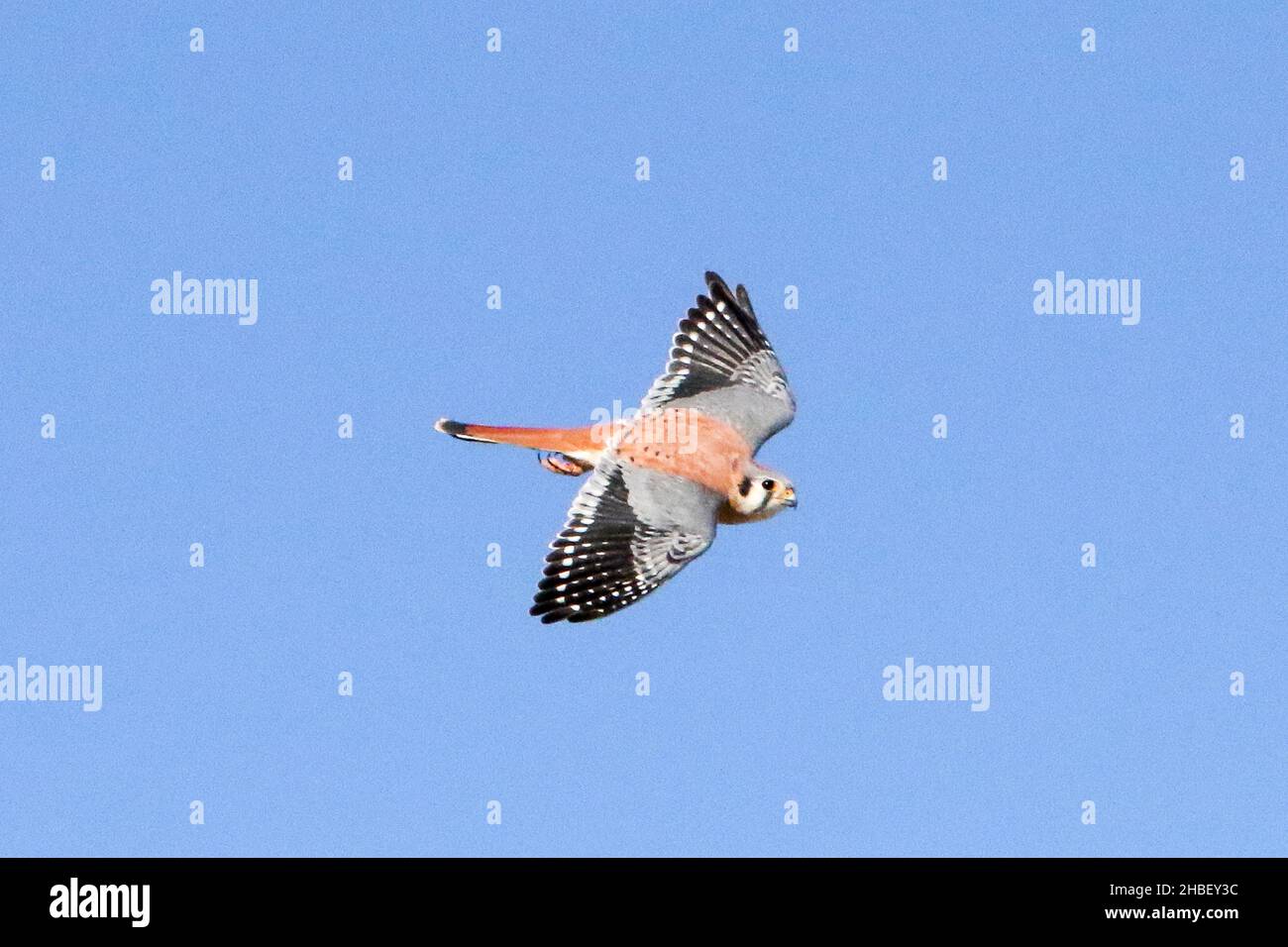 Il Gheppio americano Foto Stock