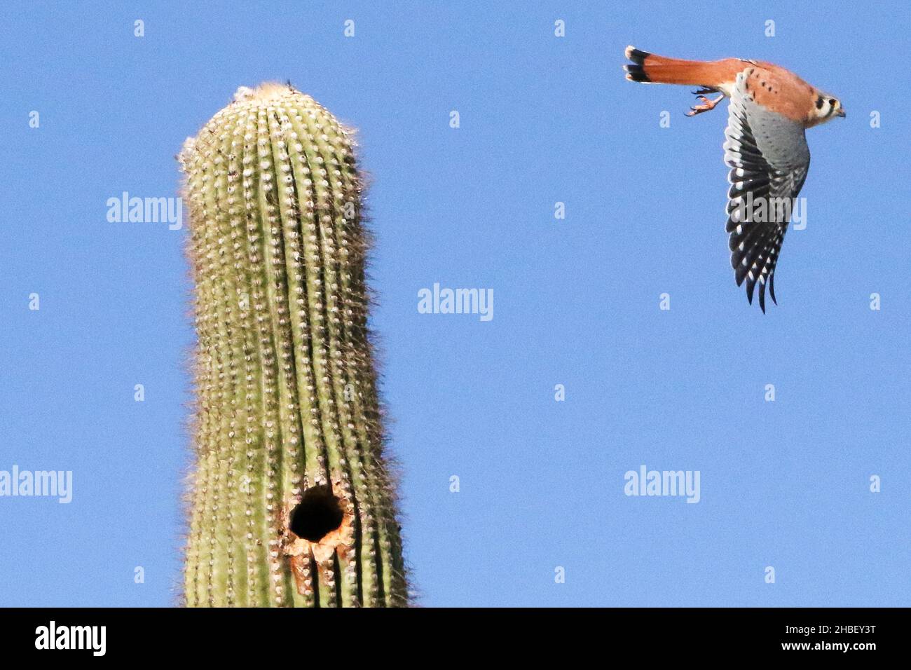 Il Gheppio americano Foto Stock