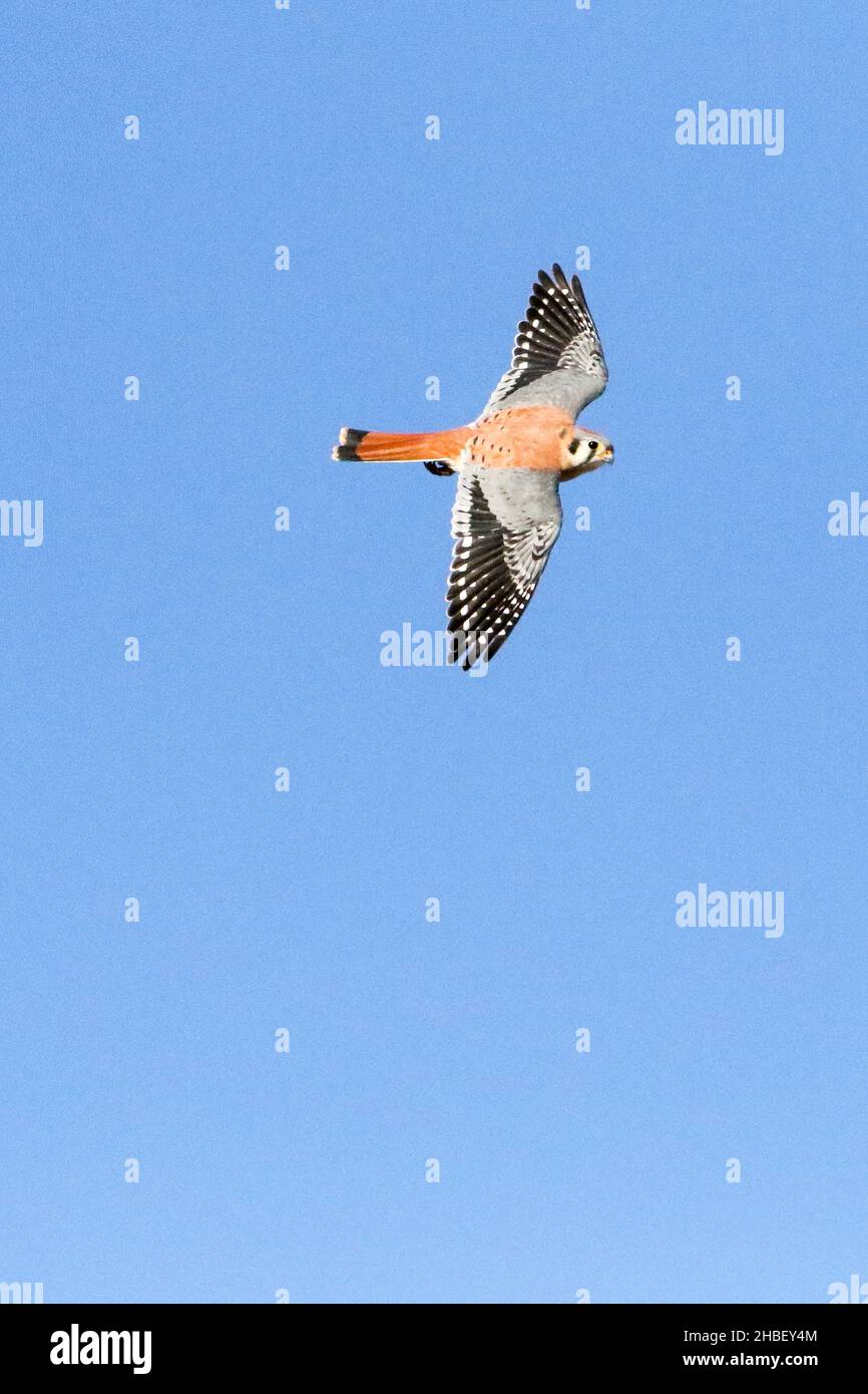 Il Gheppio americano Foto Stock