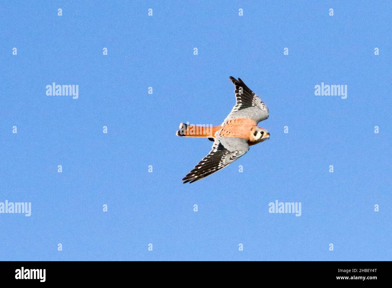 Il Gheppio americano Foto Stock