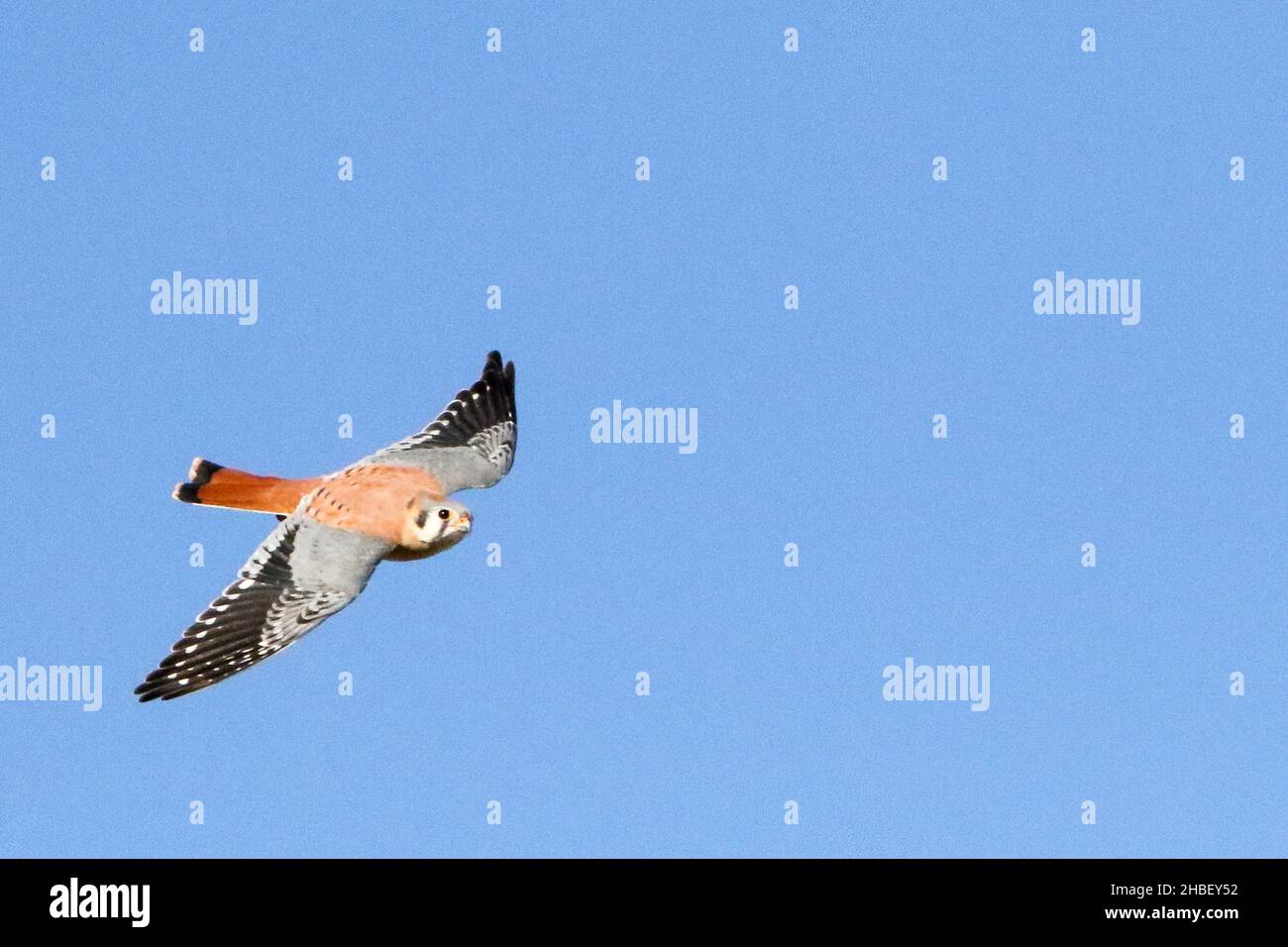 Il Gheppio americano Foto Stock