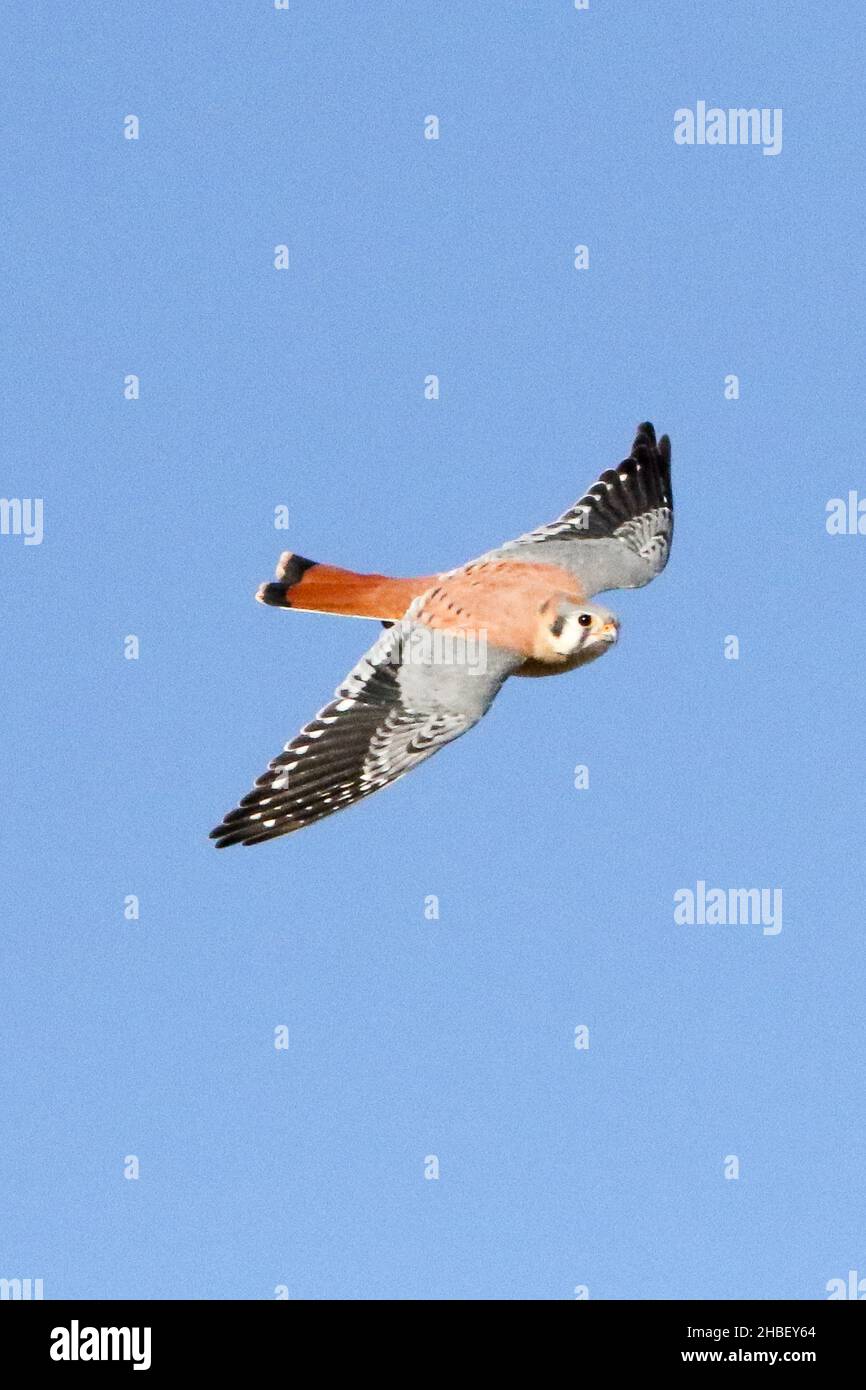 Il Gheppio americano Foto Stock