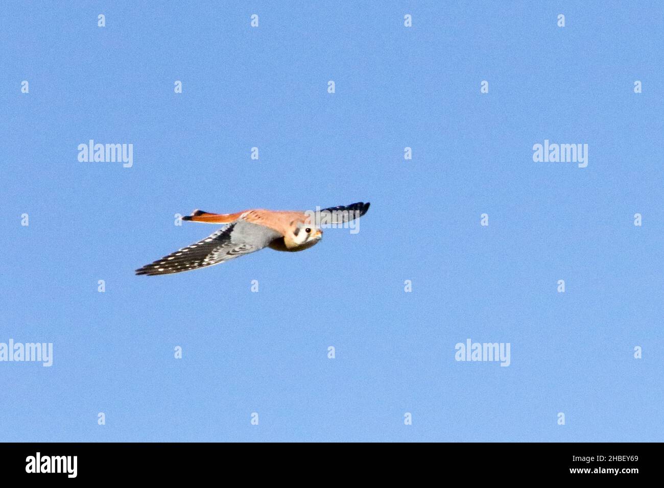 Il Gheppio americano Foto Stock
