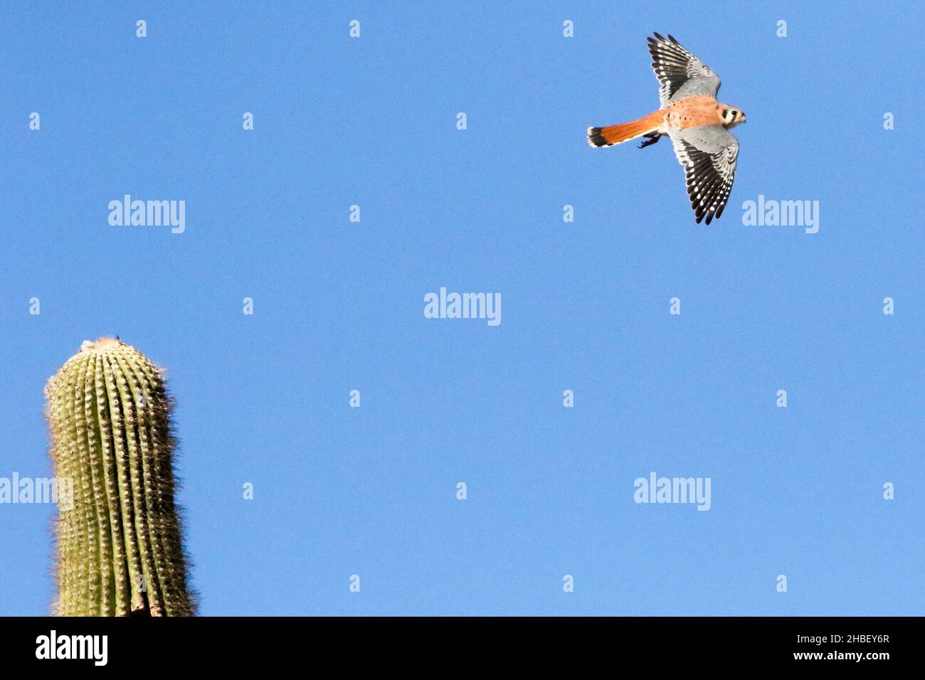Il Gheppio americano Foto Stock