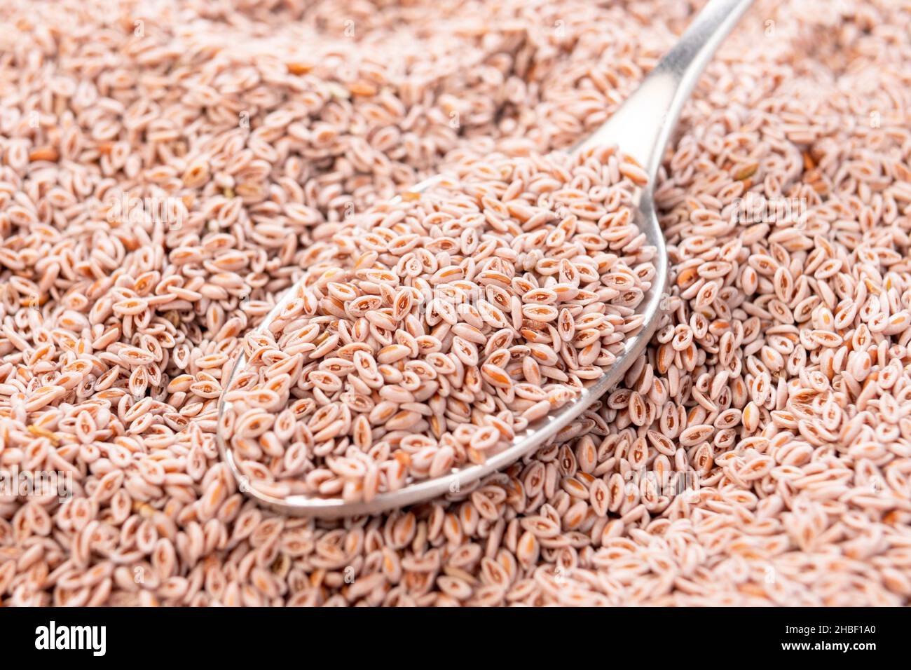 Un cucchiaio pieno di integratore nutrizionale psyllium. Semi di piantina indiani asciutti. Macro. Concetto di superfood Foto Stock