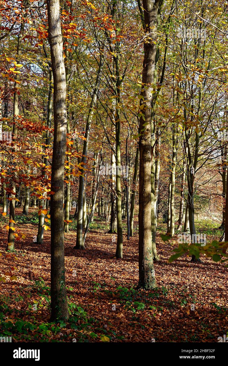 Faggi in colori autunnali su Ranmore Commo0n Surrey Hills Foto Stock