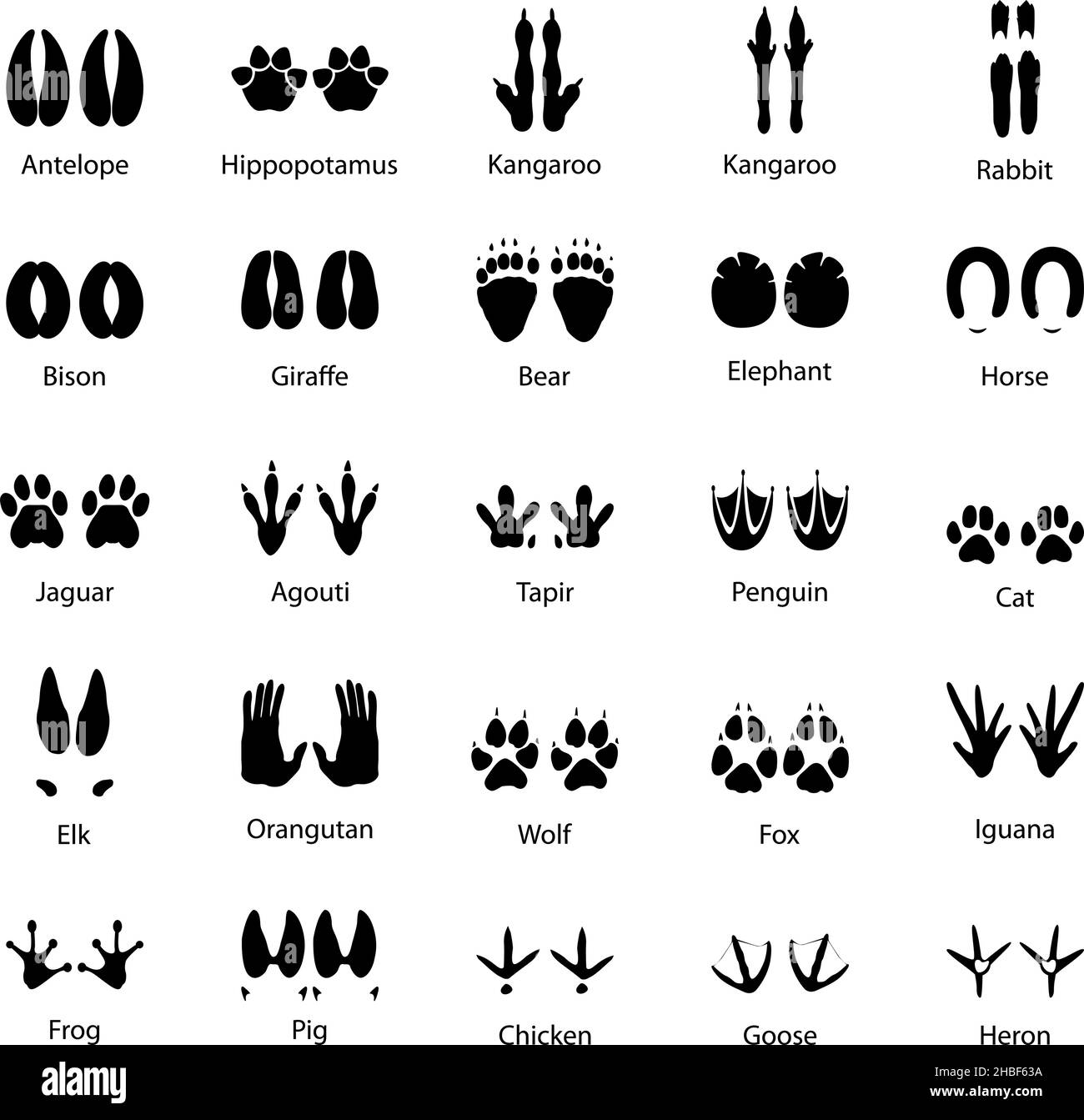 Insieme di tracce di animali e uccelli, illustrazione vettoriale Illustrazione Vettoriale