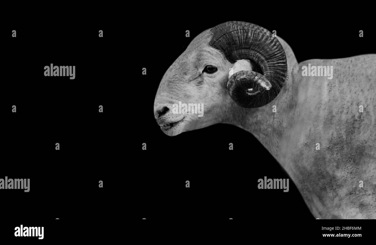 Big Horn Wiltshire Sheep Closeup sullo sfondo nero Foto Stock
