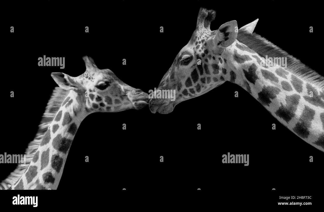 Simpatica giraffa Baby bacia sua madre Foto Stock