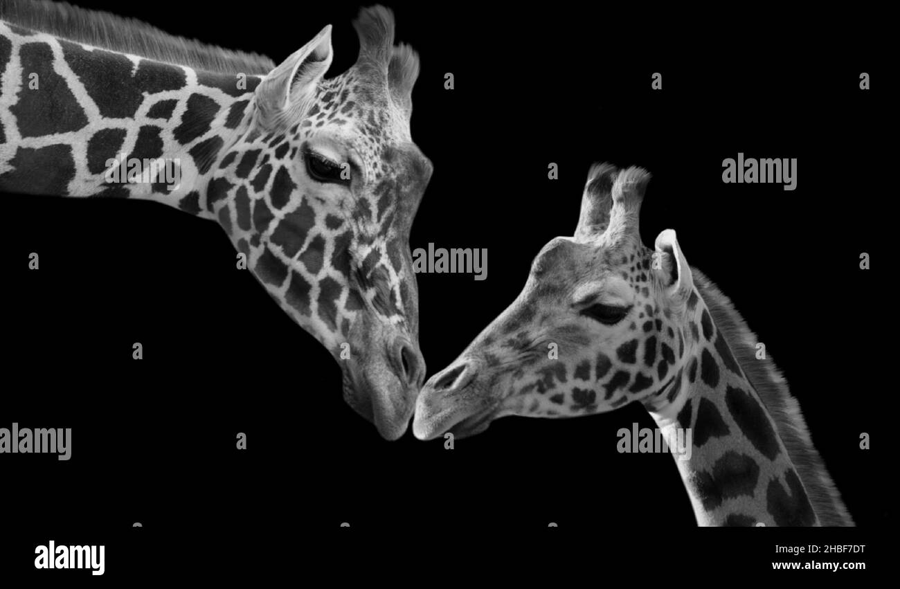 Baby giraffa Godetevi con la mamma sullo sfondo nero Foto Stock