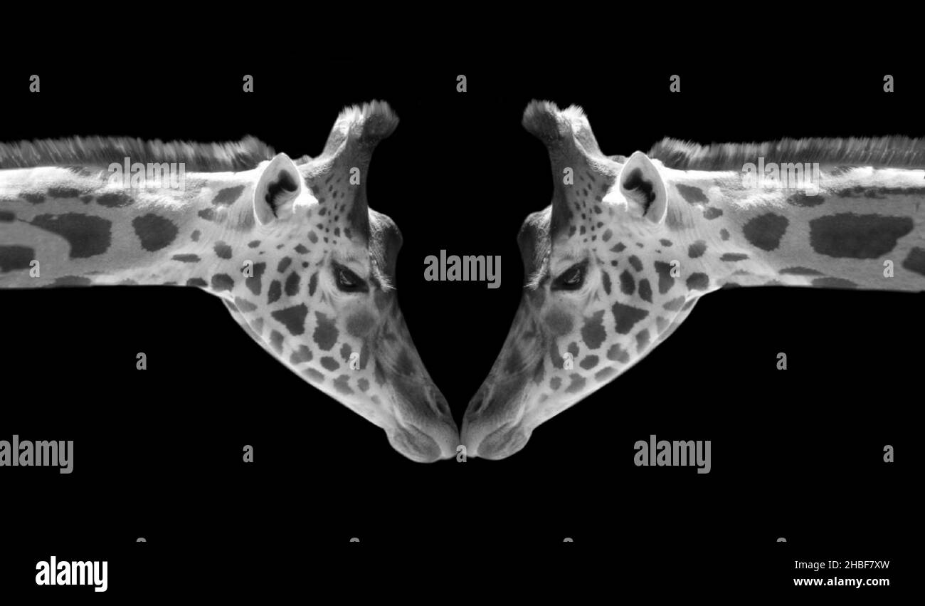 Due bianco e nero bella giraffa Closeup faccia sullo sfondo nero Foto Stock