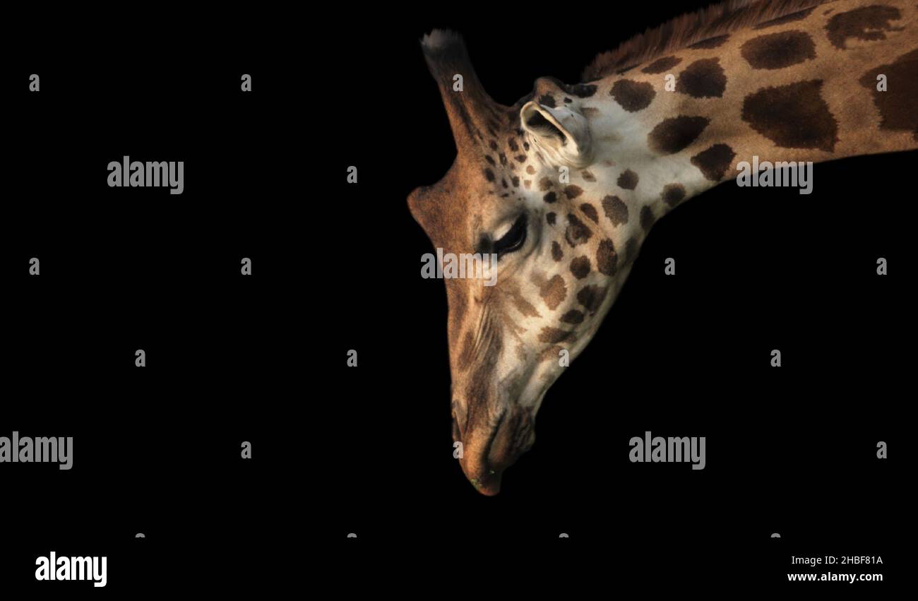Bella faccia di Closeup Giraffe triste sullo sfondo nero Foto Stock