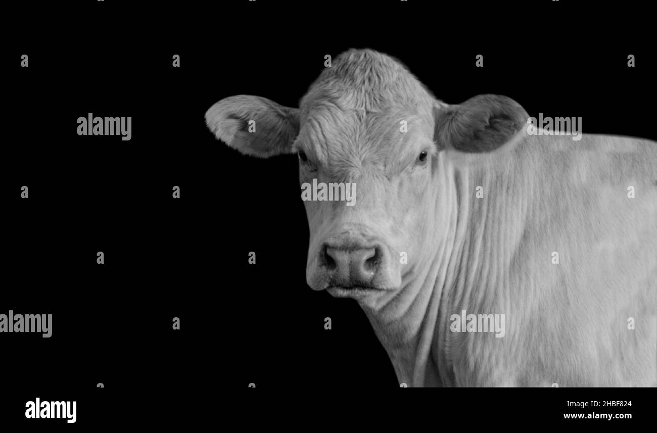Bella Cow cute Face Ritratto sullo sfondo nero Foto Stock